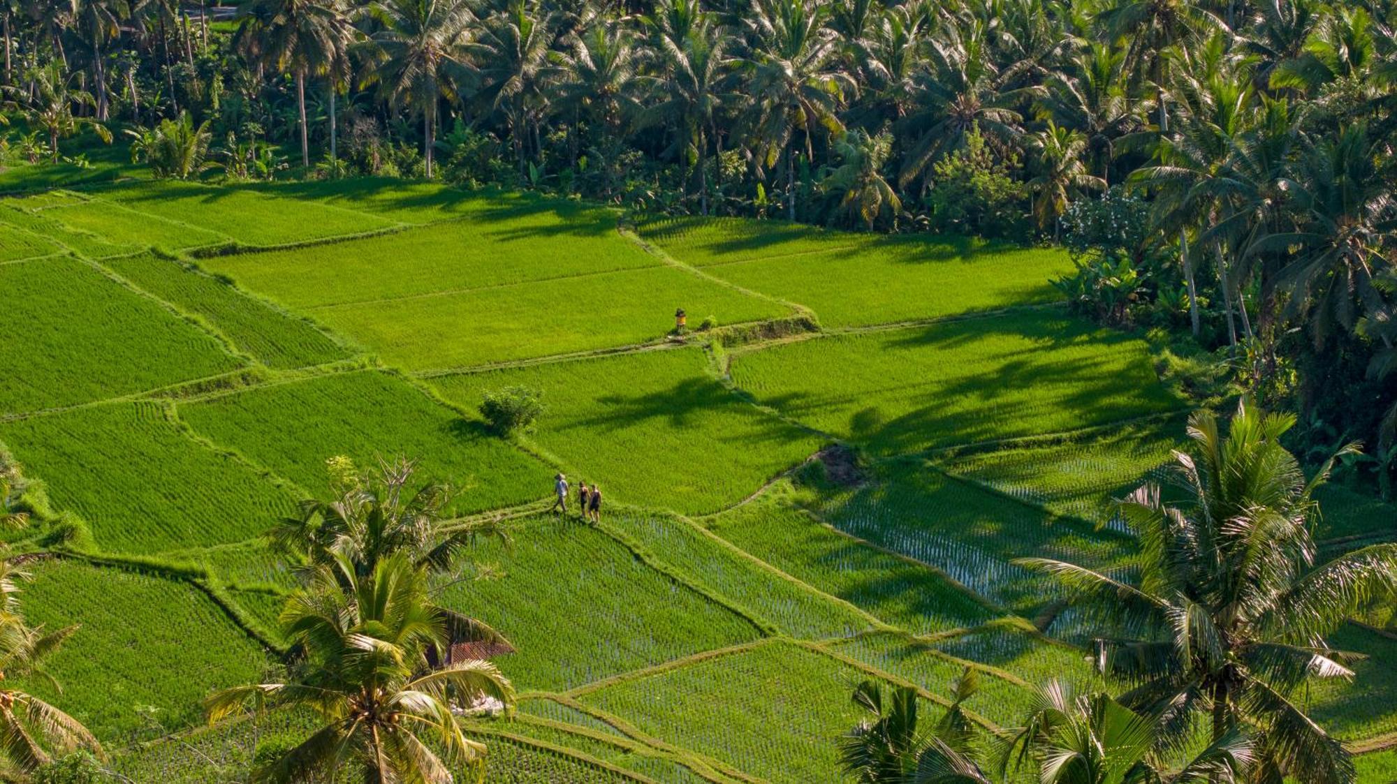 Lasamana Villas Ubud Exterior foto